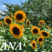 ヒメ日記 2025/07/16 10:02 投稿 ナナ プラチナ