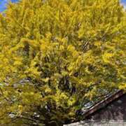 ヒメ日記 2025/09/26 11:22 投稿 ナナ プラチナ