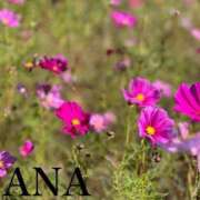 ヒメ日記 2025/11/06 11:22 投稿 ナナ プラチナ