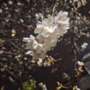 ヒメ日記 2026/03/11 12:40 投稿 ナナ プラチナ