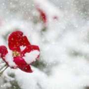 ヒメ日記 2025/01/08 22:05 投稿 いずみ 艶熟妻 京都店