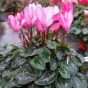 ヒメ日記 2025/01/20 23:21 投稿 いずみ 艶熟妻 京都店