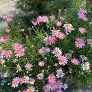 ヒメ日記 2025/01/23 13:23 投稿 いずみ 艶熟妻 京都店