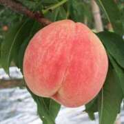 ヒメ日記 2025/02/02 08:47 投稿 いずみ 艶熟妻 京都店