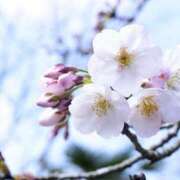 ヒメ日記 2025/03/30 08:57 投稿 いずみ 艶熟妻 京都店