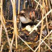 ヒメ日記 2025/04/04 12:52 投稿 高杉(たかすぎ) 人妻出逢い会 百合の園 山の手本店