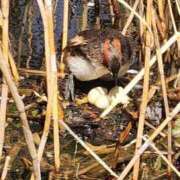 ヒメ日記 2025/04/04 12:50 投稿 高杉(たかすぎ) 人妻出逢い会 百合の園 品川店