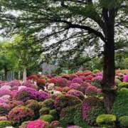 ヒメ日記 2026/04/22 21:56 投稿 高杉(たかすぎ) 人妻出逢い会 百合の園 品川店