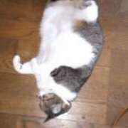 ヒメ日記 2025/06/24 23:17 投稿 みやび☆可愛い潮吹き超敏感M娘☆ PREMIUM萌え可愛いチョコレート～全てのステージで感動の体験を～