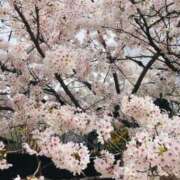 ヒメ日記 2025/04/06 14:07 投稿 さくらこ 熟女家 梅田店