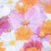 ヒメ日記 2025/12/23 17:41 投稿 むつみ 熟女の風俗最終章 宇都宮店