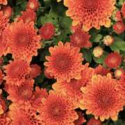 ヒメ日記 2025/12/24 07:41 投稿 むつみ 熟女の風俗最終章 宇都宮店