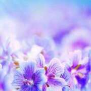 ヒメ日記 2025/12/24 23:03 投稿 むつみ 熟女の風俗最終章 宇都宮店