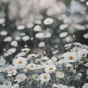 ヒメ日記 2026/01/05 08:41 投稿 むつみ 熟女の風俗最終章 宇都宮店