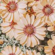 ヒメ日記 2026/01/13 17:41 投稿 むつみ 熟女の風俗最終章 宇都宮店