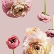 ヒメ日記 2026/01/22 17:46 投稿 むつみ 熟女の風俗最終章 宇都宮店