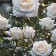 ヒメ日記 2026/02/17 07:21 投稿 むつみ 熟女の風俗最終章 宇都宮店