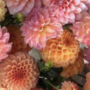 ヒメ日記 2026/03/27 07:01 投稿 むつみ 熟女の風俗最終章 宇都宮店