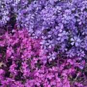 ヒメ日記 2026/04/10 22:31 投稿 むつみ 熟女の風俗最終章 宇都宮店