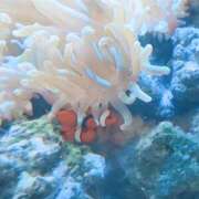 ヒメ日記 2025/08/15 07:45 投稿 手塚 このは 京都ホットポイント