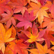 ヒメ日記 2025/10/29 20:40 投稿 れん 和風ぱみゅぱみゅ総本舗