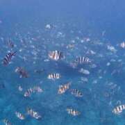 ヒメ日記 2026/04/23 03:09 投稿 ★マイ★エロス人妻 ヴィーナス(金津園)