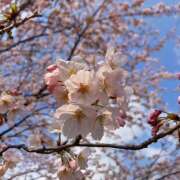 ヒメ日記 2025/03/30 10:31 投稿 松山 熟女待機所 厚木店