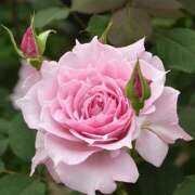 ヒメ日記 2025/05/25 10:56 投稿 松山 熟女待機所 厚木店