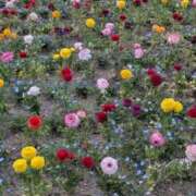 ヒメ日記 2025/04/06 14:43 投稿 かおる アバンチュール（難波）