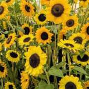 ヒメ日記 2025/07/31 15:05 投稿 かおる アバンチュール（難波）