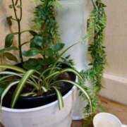 ヒメ日記 2026/01/29 09:45 投稿 かおる アバンチュール（難波）