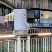 ヒメ日記 2026/03/20 09:02 投稿 かおる アバンチュール（難波）