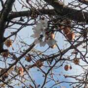 ヒメ日記 2026/03/27 09:01 投稿 かおる アバンチュール（難波）