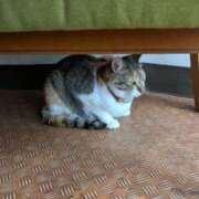 ヒメ日記 2026/04/21 09:01 投稿 かおる アバンチュール（難波）