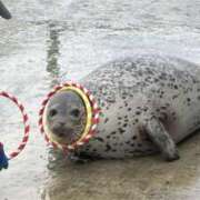 ヒメ日記 2025/06/09 12:35 投稿 まつり バイオレンス