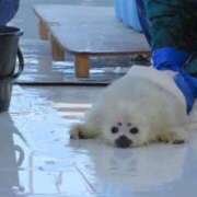 ヒメ日記 2025/06/09 17:55 投稿 まつり バイオレンス