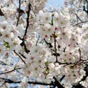 ヒメ日記 2026/03/30 08:55 投稿 まつり バイオレンス