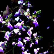 ヒメ日記 2024/12/16 01:54 投稿 赤井志穂 五十路マダム 愛されたい熟女たち 高松店