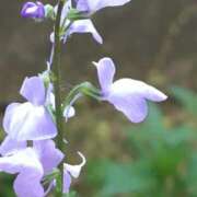 ヒメ日記 2025/02/18 14:30 投稿 赤井志穂 五十路マダム 愛されたい熟女たち 高松店