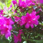 ヒメ日記 2025/04/19 15:20 投稿 赤井志穂 五十路マダム 愛されたい熟女たち 高松店