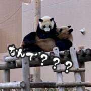 ヒメ日記 2025/04/25 10:54 投稿 はる クラブ貴公子