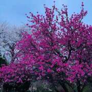 ヒメ日記 2025/04/12 15:02 投稿 今井　真奈美 東京ローズマリー