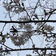 ヒメ日記 2025/04/13 16:57 投稿 今井　真奈美 東京ローズマリー