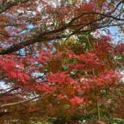 ヒメ日記 2025/11/25 17:02 投稿 板東 りり ハレ系 福岡DEまっとる。