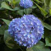 ヒメ日記 2025/05/25 18:04 投稿 今井 ローズマリー大塚