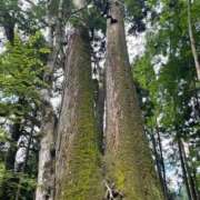 ヒメ日記 2025/06/11 17:44 投稿 今井 ローズマリー大塚