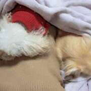 ヒメ日記 2025/12/30 14:47 投稿 ナコ OLの品格 クラブアッシュ