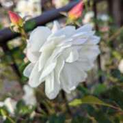 ヒメ日記 2025/01/13 14:31 投稿 やよい 大塚 虹いろ回春