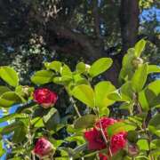 ヒメ日記 2025/02/20 06:09 投稿 やよい 大塚 虹いろ回春