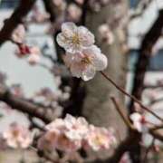 ヒメ日記 2025/03/08 21:23 投稿 やよい 大塚 虹いろ回春